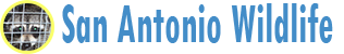 San Antonio Wildlife